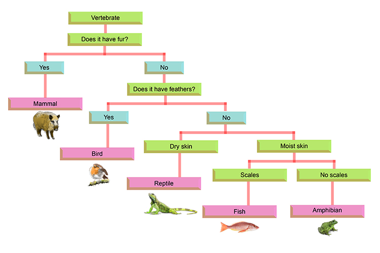 A chart that shows the dichotomous key in detail and what steps you have to go through to determine which sub species particular living things belong to